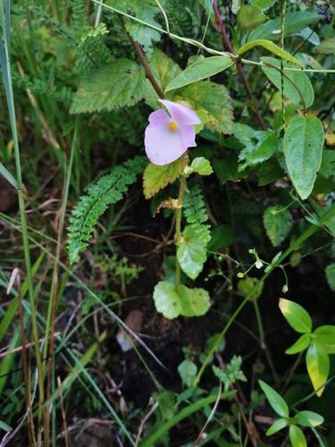 Begonia bulbillifera (Begonia bulbillifera)