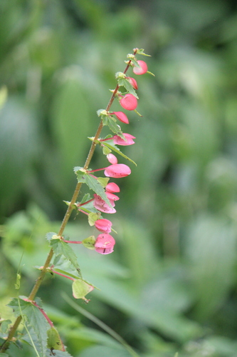 Begonia bulbillifera (Begonia bulbillifera)