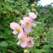 Begonia bulbillifera (Begonia bulbillifera)