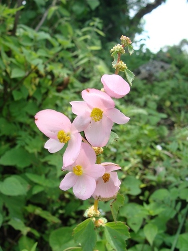Begonia bulbillifera (Begonia bulbillifera)