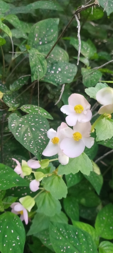 Begonia bulbillifera (Begonia bulbillifera)