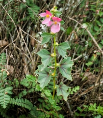 Begonia bulbillifera (Begonia bulbillifera)