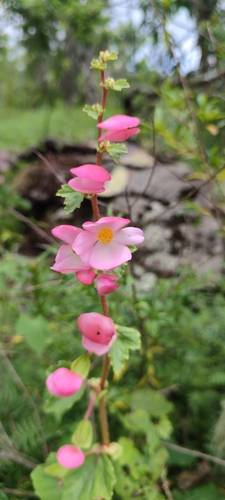 Begonia bulbillifera (Begonia bulbillifera)