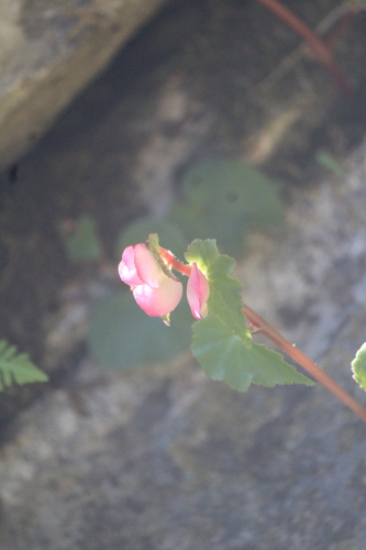 Begonia bulbillifera (Begonia bulbillifera)