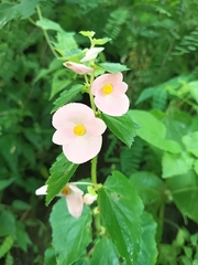 Begonia bulbillifera (Begonia bulbillifera)