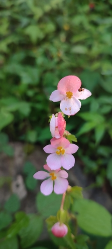 Begonia bulbillifera (Begonia bulbillifera)