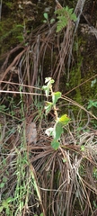 Begonia bulbillifera (Begonia bulbillifera)