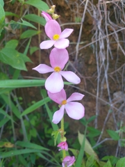 Begonia bulbillifera (Begonia bulbillifera)