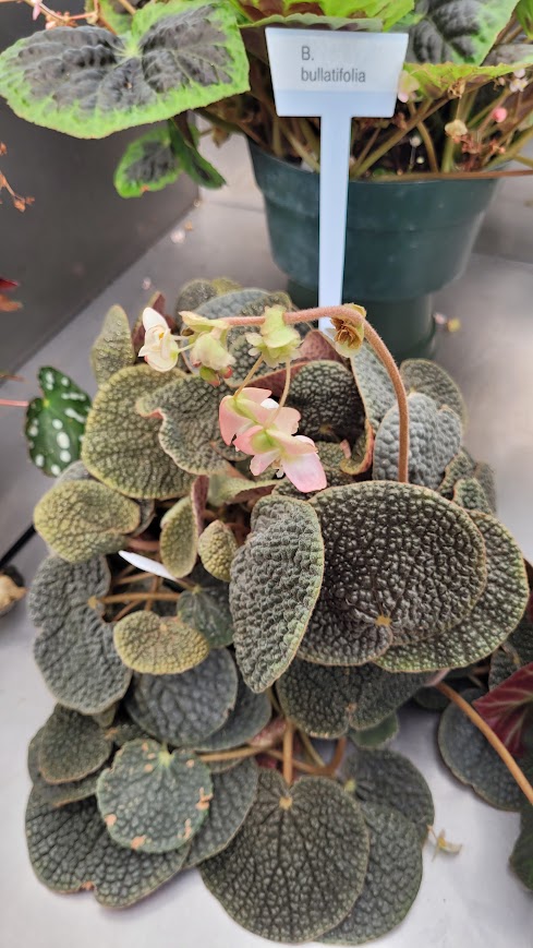 Begonia bullatifolia: Begonia bullatifolia