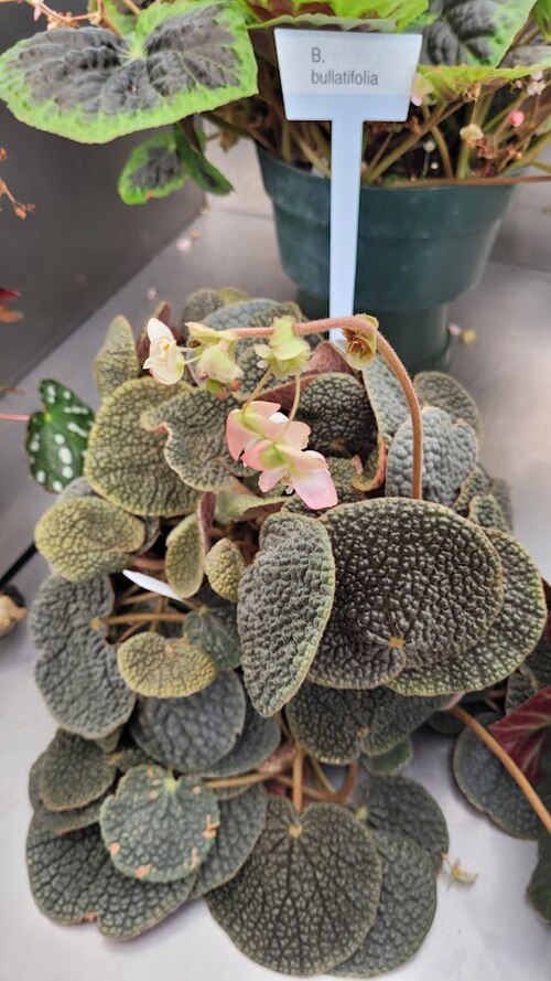 Begonia bullatifolia: Begonia bullatifolia