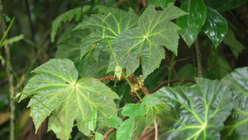 Begonia capanemae (Begonia capanemae)