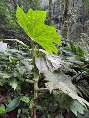 Begonia capanemae (Begonia capanemae)