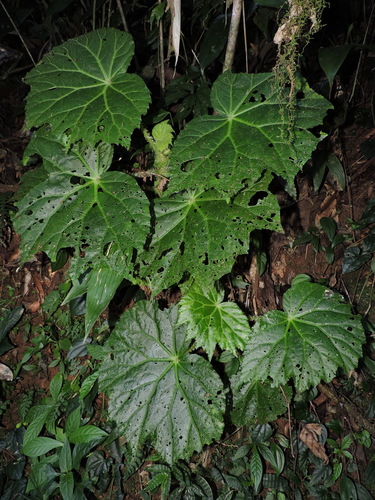 Begonia capanemae (Begonia capanemae)