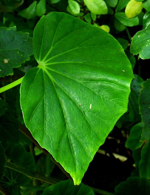 Begonia capensis: Begonia odorata (Schiefblatt) - Botanischer Garten Leipzig