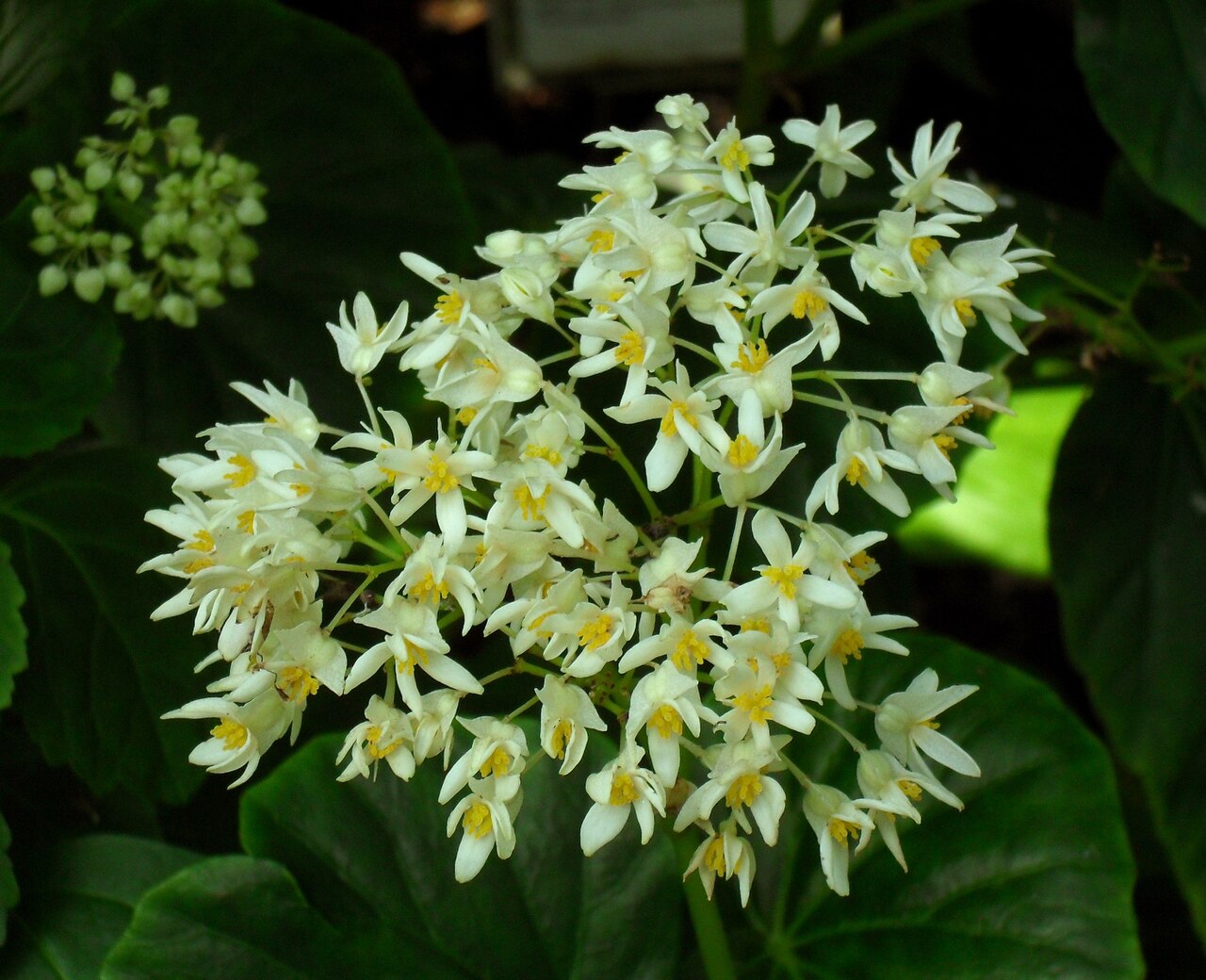 Begonia capensis: Begonia odorata (Schiefblatt) - Botanischer Garten Leipzig