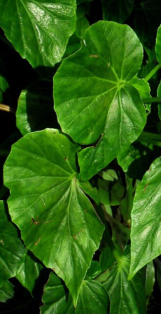 Begonia capensis: Begonia odorata (Schiefblatt) - Botanischer Garten Leipzig