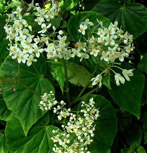 Begonia capensis: Begonia odorata (Schiefblatt) - Botanischer Garten Leipzig