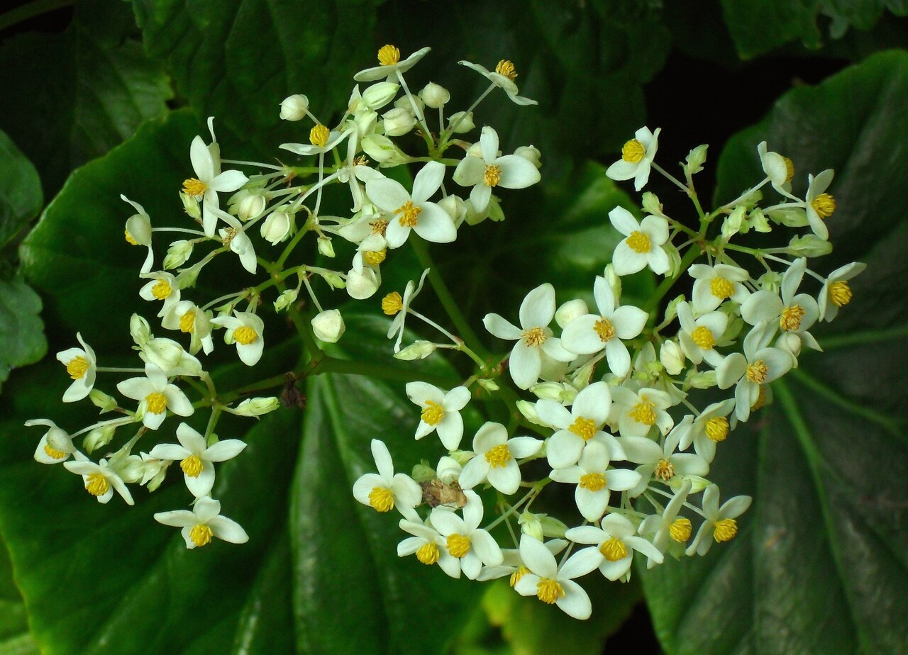 Begonia capensis: Begonia odorata (Schiefblatt) - Botanischer Garten Leipzig