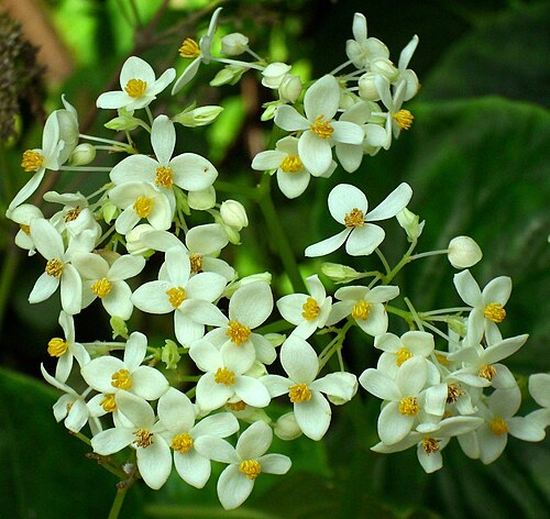 Begonia capensis: Begonia odorata (Schiefblatt) - Botanischer Garten Leipzig