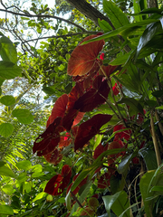 Begonia caraguatatubensis (Begonia caraguatatubensis)