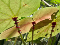 Begonia caraguatatubensis (Begonia caraguatatubensis)