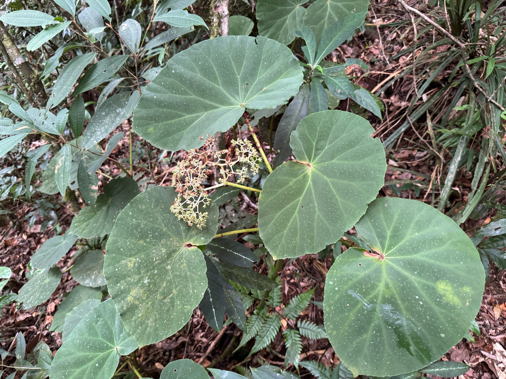 Begonia caraguatatubensis (Begonia caraguatatubensis)