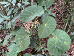 Begonia caraguatatubensis (Begonia caraguatatubensis)