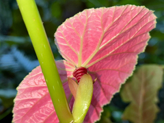 Begonia caraguatatubensis (Begonia caraguatatubensis)