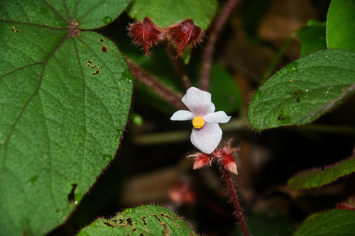 Begonia cathcartii (Begonia cathcartii)