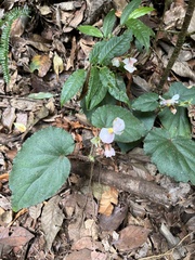 Begonia cathcartii (Begonia cathcartii)