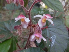 Begonia cathcartii (Begonia cathcartii)