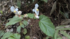 Begonia cathcartii (Begonia cathcartii)