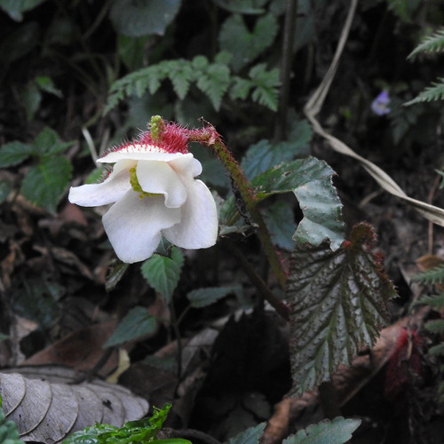 Begonia cathcartii (Begonia cathcartii)