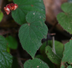 Begonia cathcartii (Begonia cathcartii)