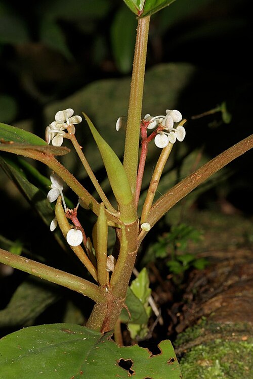 Begonia cavallyensis: Taï National Park, Ivory Coast.