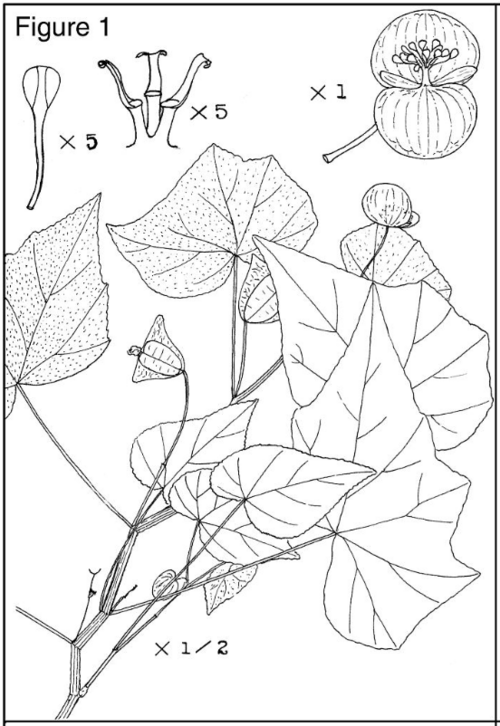 Begonia cebadillensis: Begonia cebadillensis Houghton ex L.B. Sm. & B.G. Schub.. National Museum of Natural History Contr. Gray Herb. No.81 1939 Pl.3 Smith, Lyman B. and Bernice G. Sc