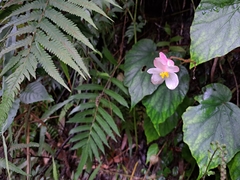 Begonia chitoensis (Begonia chitoensis)
