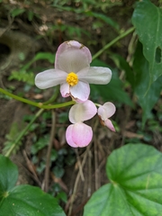 Begonia chitoensis (Begonia chitoensis)