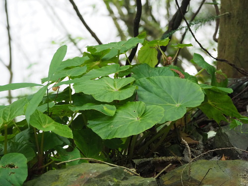 Begonia chitoensis (Begonia chitoensis)