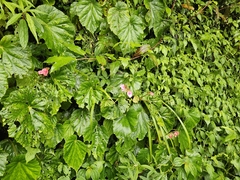 Begonia chitoensis (Begonia chitoensis)