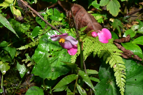 Begonia chitoensis (Begonia chitoensis)