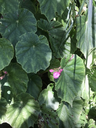 Begonia chitoensis (Begonia chitoensis)
