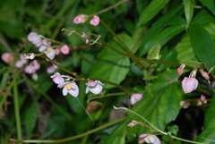 Begonia chitoensis (Begonia chitoensis)
