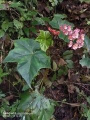 Begonia chivatoa (Begonia chivatoa)