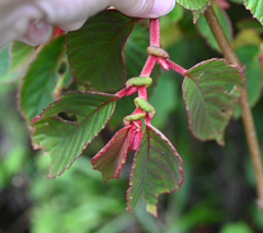 Begonia chlorolepis (Begonia chlorolepis)