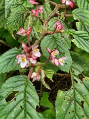 Begonia chlorolepis (Begonia chlorolepis)