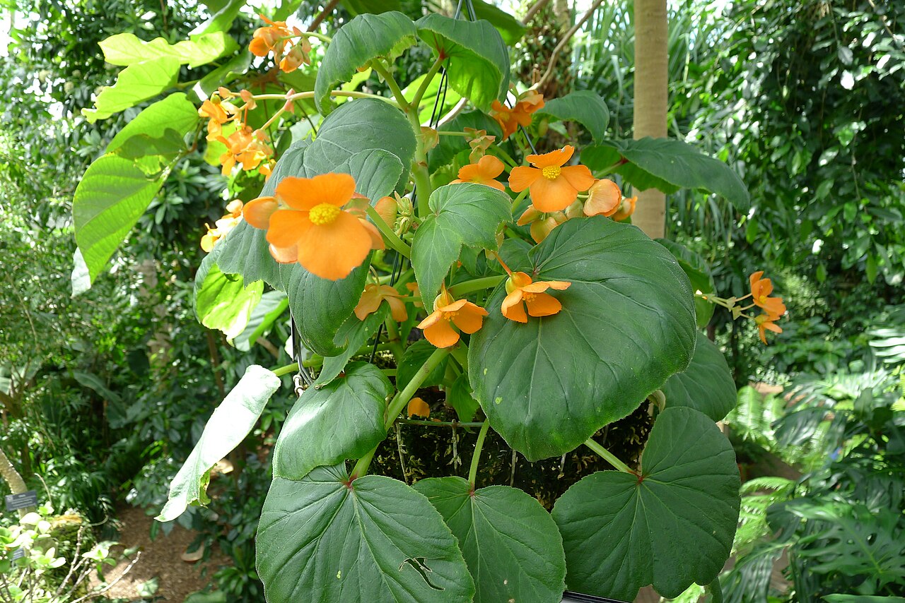 Begonia cinnabarina: Begonia cinnabarina in the Boltz Conservatory of Olbrich Botanical Gardens in Madison, Wisconsin