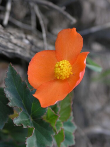 Begonia cinnabarina (Begonia cinnabarina)