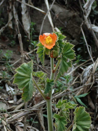 Begonia cinnabarina (Begonia cinnabarina)