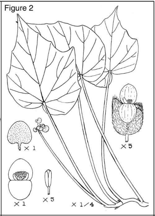 Begonia confusa: "Begonia confusa L.B. Sm. & L.B. Sm.. National Museum of Natural History Contr. Gray Herb. No.81 1939 Pl.3 Smith, Lyman B. and Bernice G. Schubert Figure 2. Beg
